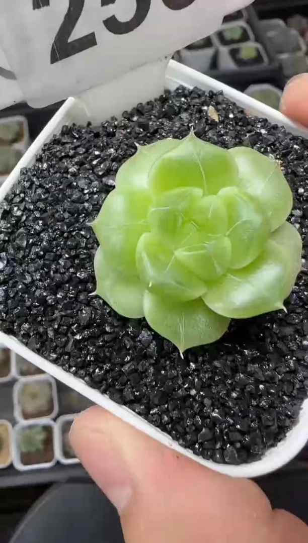 【闪购商品】一物一拍0816—256