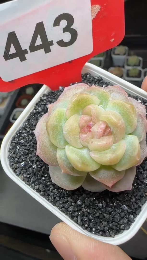 【闪购商品】一物一拍1102—443