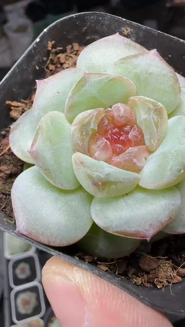【闪购商品】一物一拍1019—206