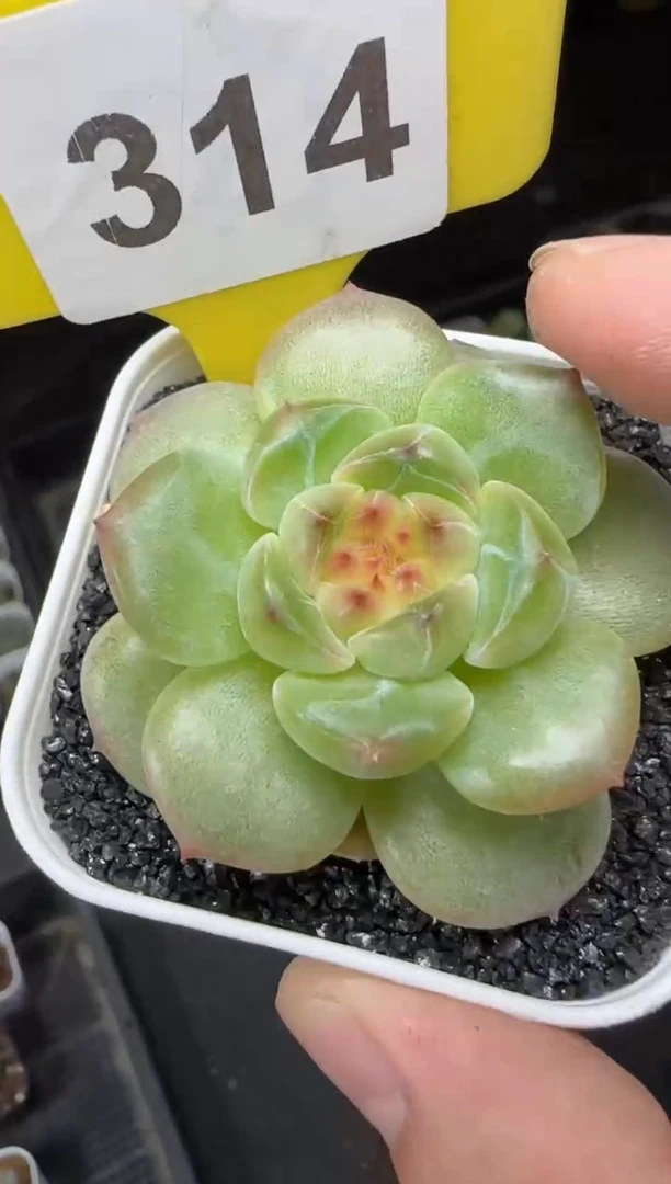 【闪购商品】一物一拍0816—314