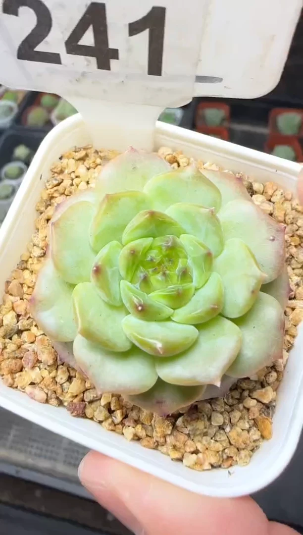 【闪购商品】一物一拍0823—241