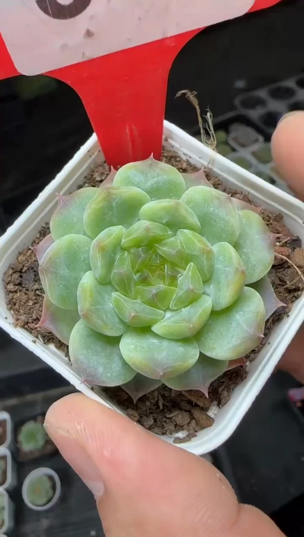 【闪购商品】一物一拍0816—315