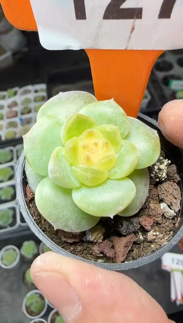 【闪购商品】一物一拍0819—127