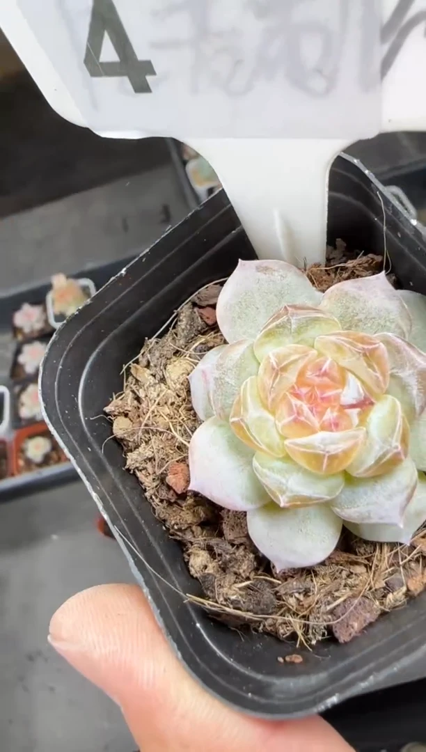 【闪购商品】一物一拍1102—4