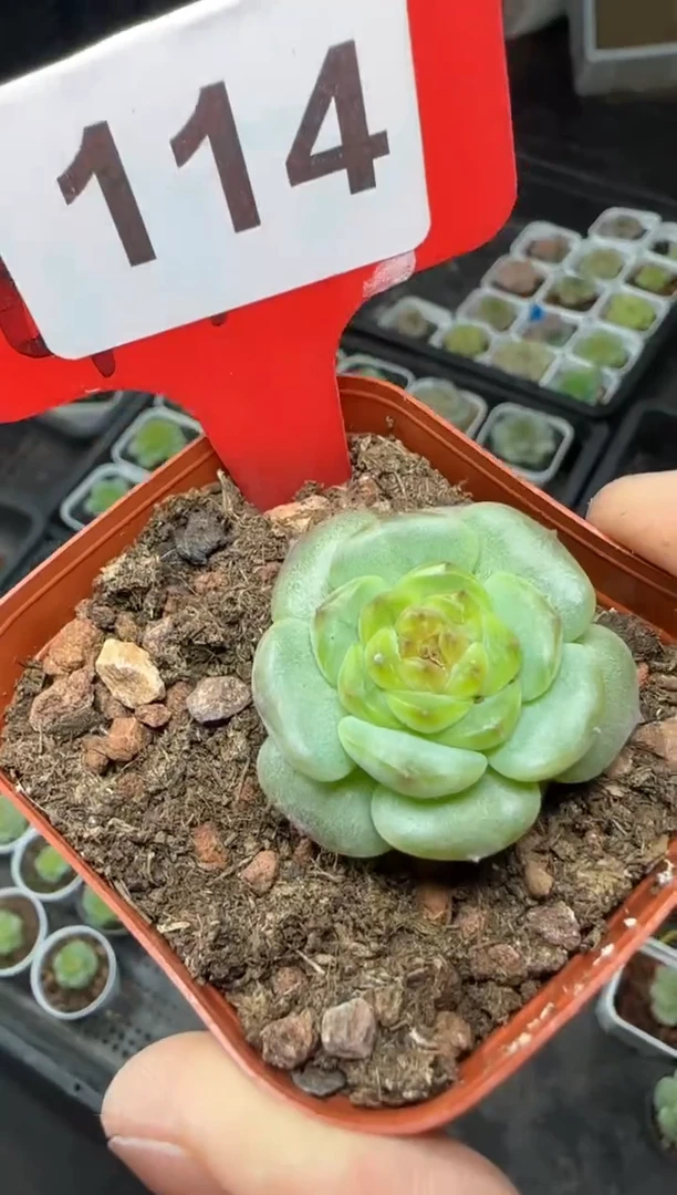 【闪购商品】一物一拍0819—114