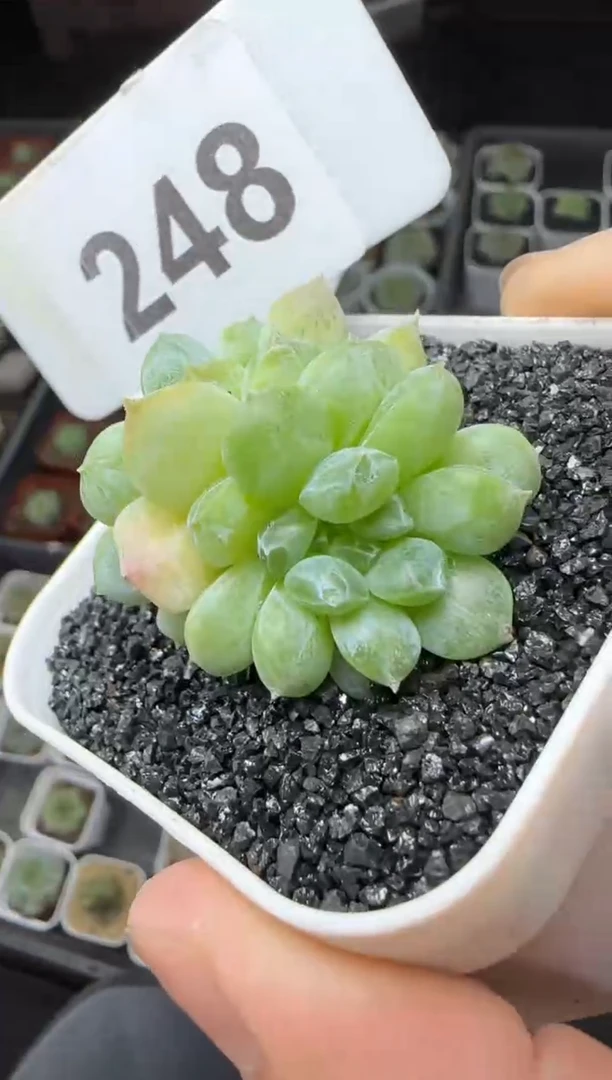 【闪购商品】一物一拍0816—248