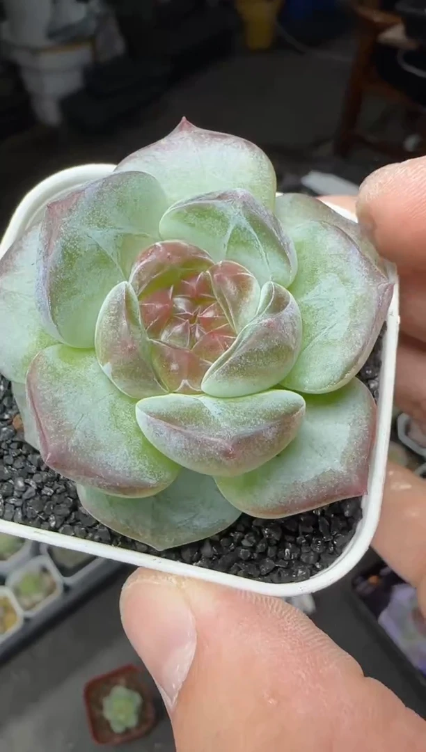 【闪购商品】一物一拍0823—12
