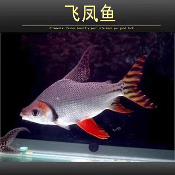 直纹飞凤鱼活鱼金红龙鱼配鱼女王清道夫除藻鱼热带观赏鱼