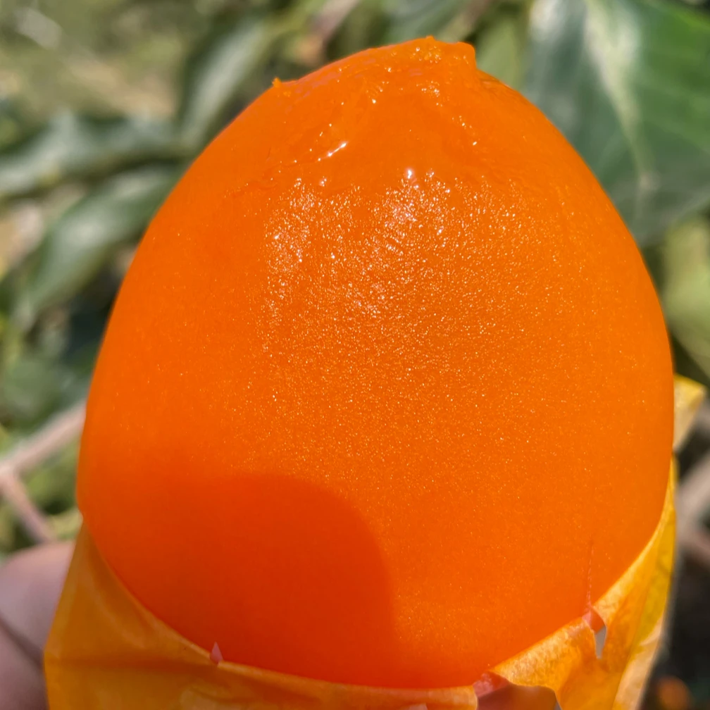 【小宋专属】陕西富平大尖柿富平柿饼原料香甜流心现发放软吃