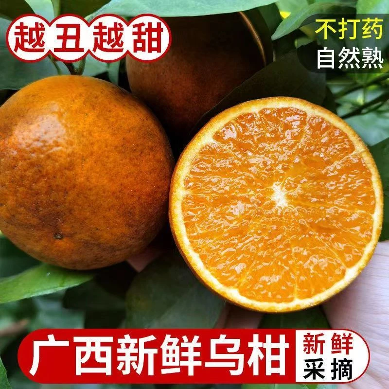 【很丑很甜】广西黑皮乌柑新鲜水果广西黑皮沃柑乌柑应季