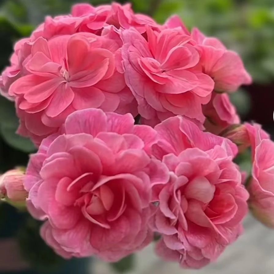 摩洛歌公主大苗一颗包邮