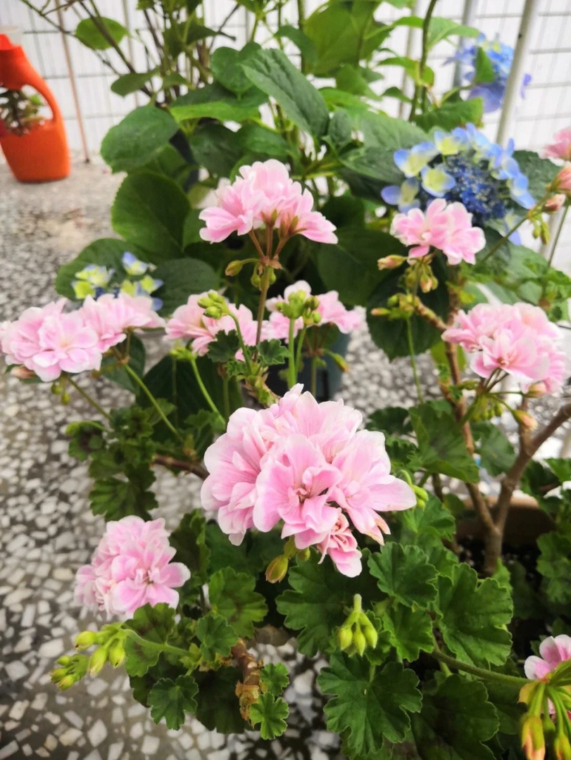 【童话故事】  （店铺商品；下单两盆包邮）