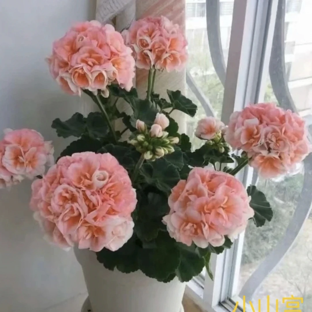 【小山宫】 直立天竺葵