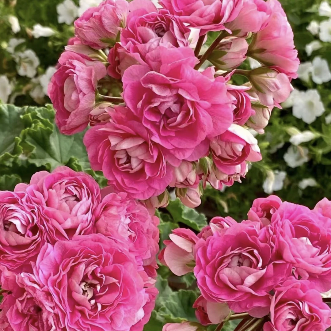 卓雅夫人 半兽 重瓣天竺葵