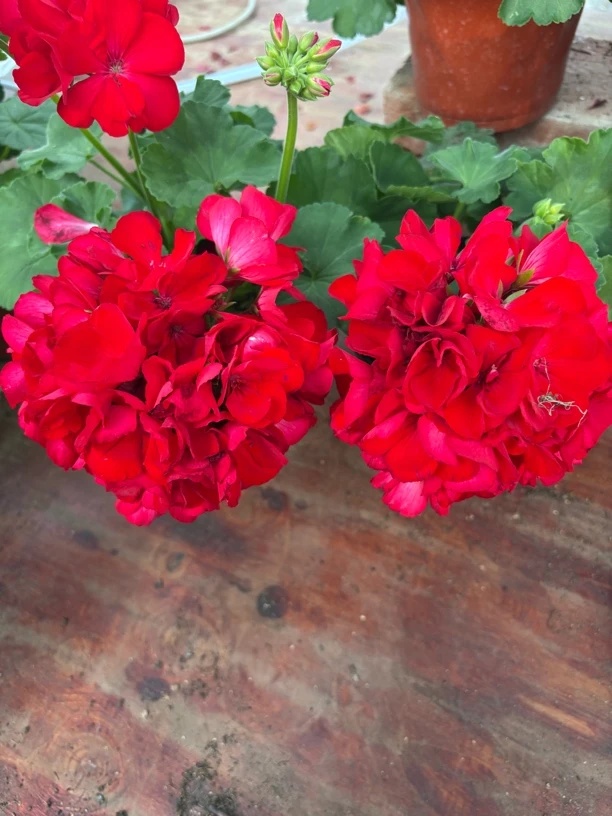 红丝绒 直立天竺葵 一颗包邮 拍三发四