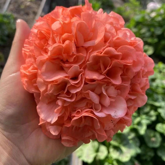 【再见梦想】直立天竺葵 包邮 好养