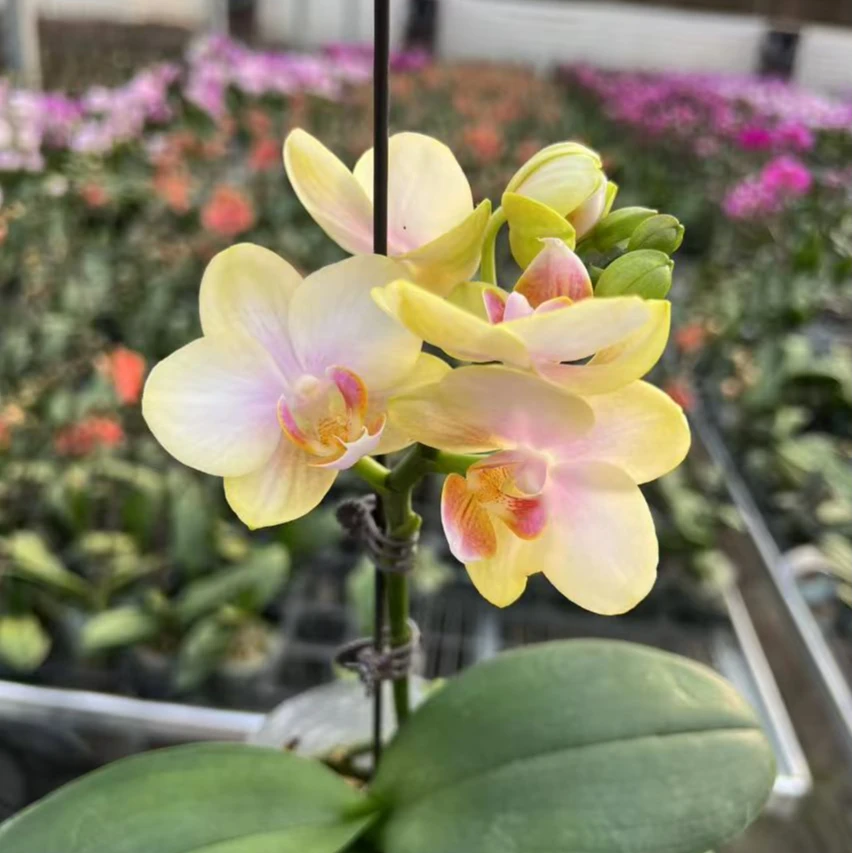 祥云蝴蝶兰 精品蝴蝶兰 带花带花苞 基地直发