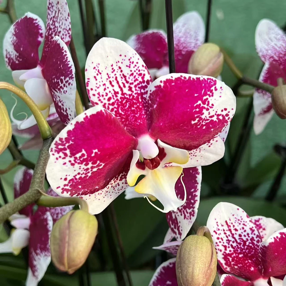 巴塞罗那 欧品蝴蝶兰 3.5寸加粗杯 带花带花苞 基地直发