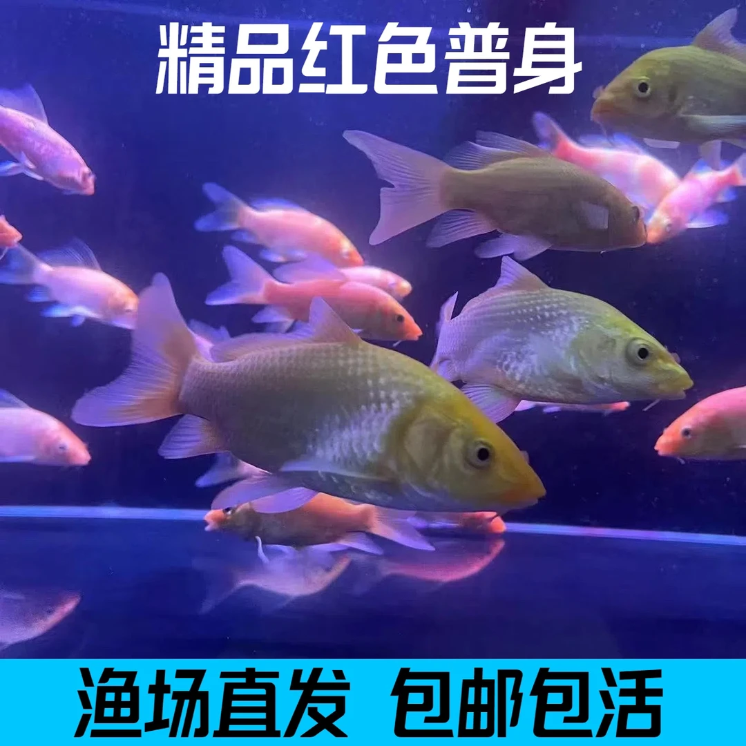 精品橘红色普身蝴蝶鲤圆首鳍好养耐活观赏鱼苗活体