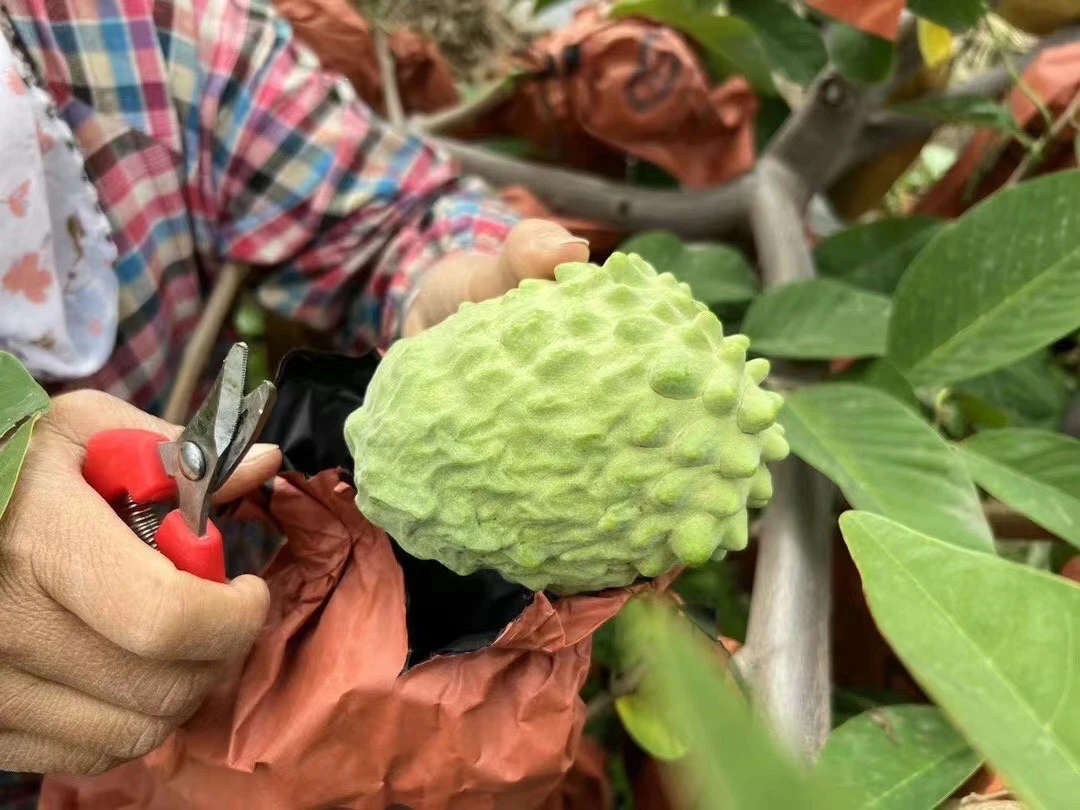 攀枝花牛奶释迦果5斤包邮坏果包赔精品大果