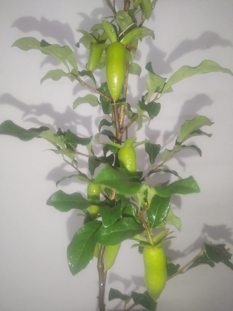 老鸦绿植盆栽一物一拍