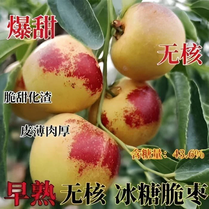 冬枣树苗特大无核冰糖脆栆苗耐寒耐旱盆栽地栽南北方种植当年结果
