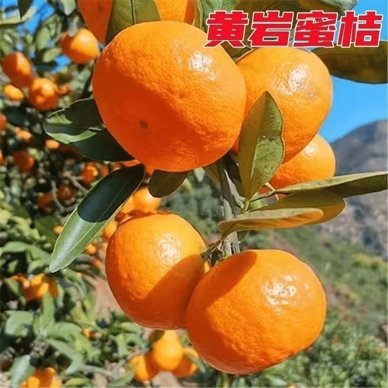 正宗早熟黄岩无核蜜桔苗嫁接无籽桔子树苗盆栽地栽南北方当年结果