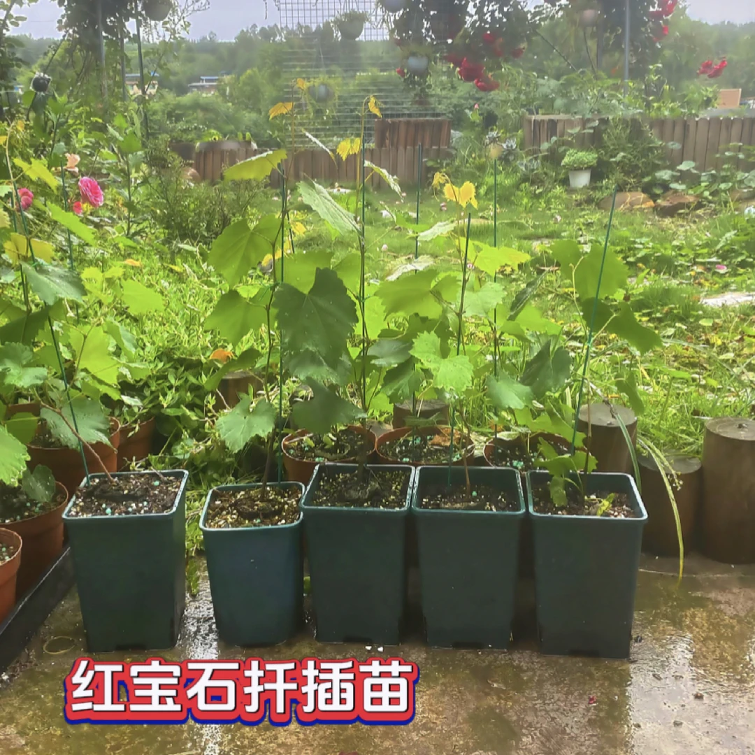 大农优木圆叶红宝石马斯卡丁绿植盆栽阳台小院懒人种植 原土原盆