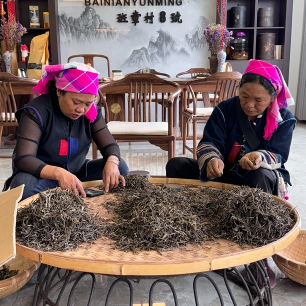 班章老寨挑采古树2024年头春