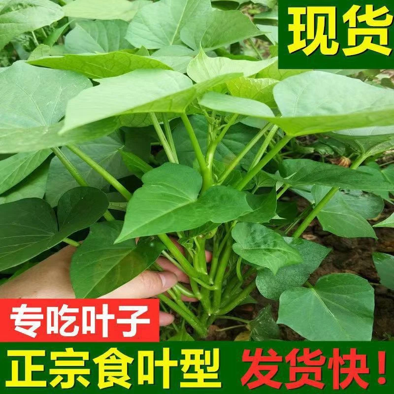 此链接种植苗广西正宗吃叶子的薯叶种植藤条食用地瓜秧苗吃叶薯