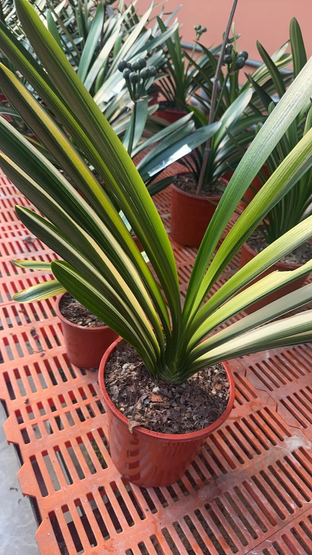 长春锦上君子兰彩兰