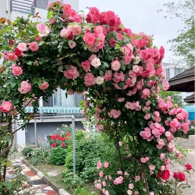 【藤樱霞】蔷薇花 月季花苗盆栽大型藤本爬藤爬墙四季开花庭院