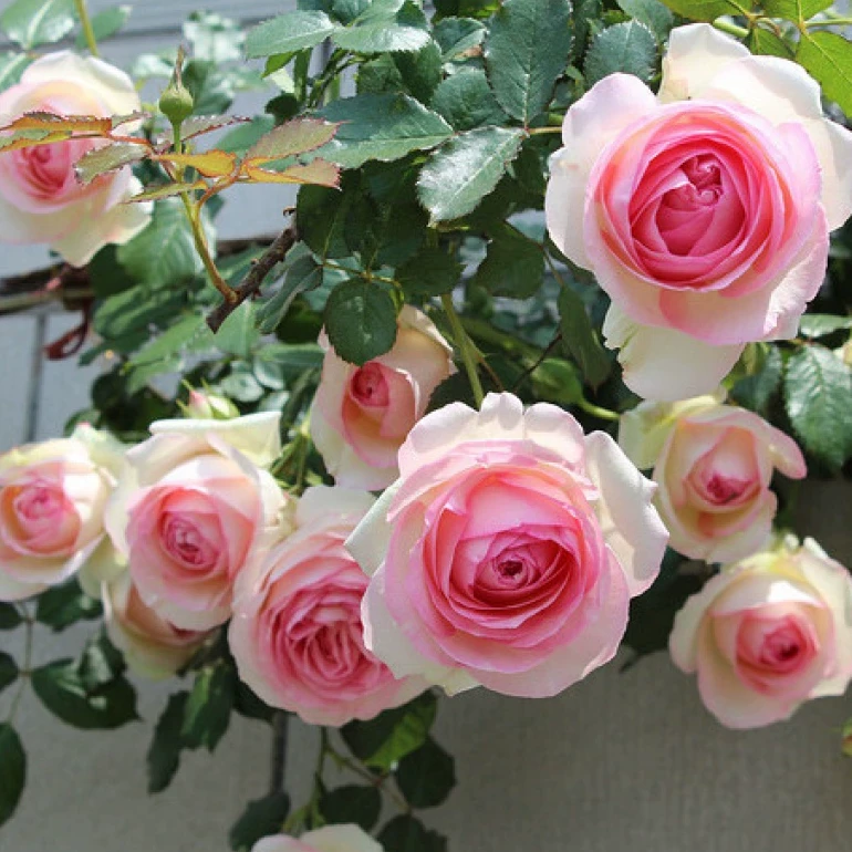 【粉色龙沙宝石】欧月月季花苗大型藤本爬藤爬墙庭院玫瑰花植物