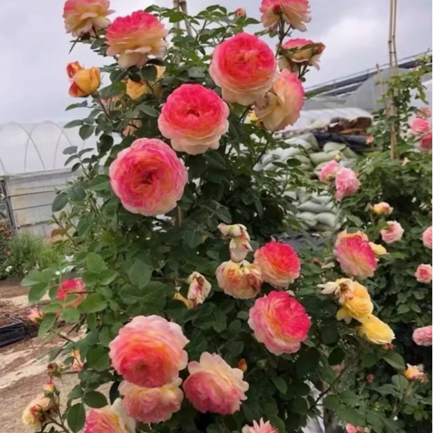 【詹森】大花浓香四季开花 庭院植物盆栽地栽