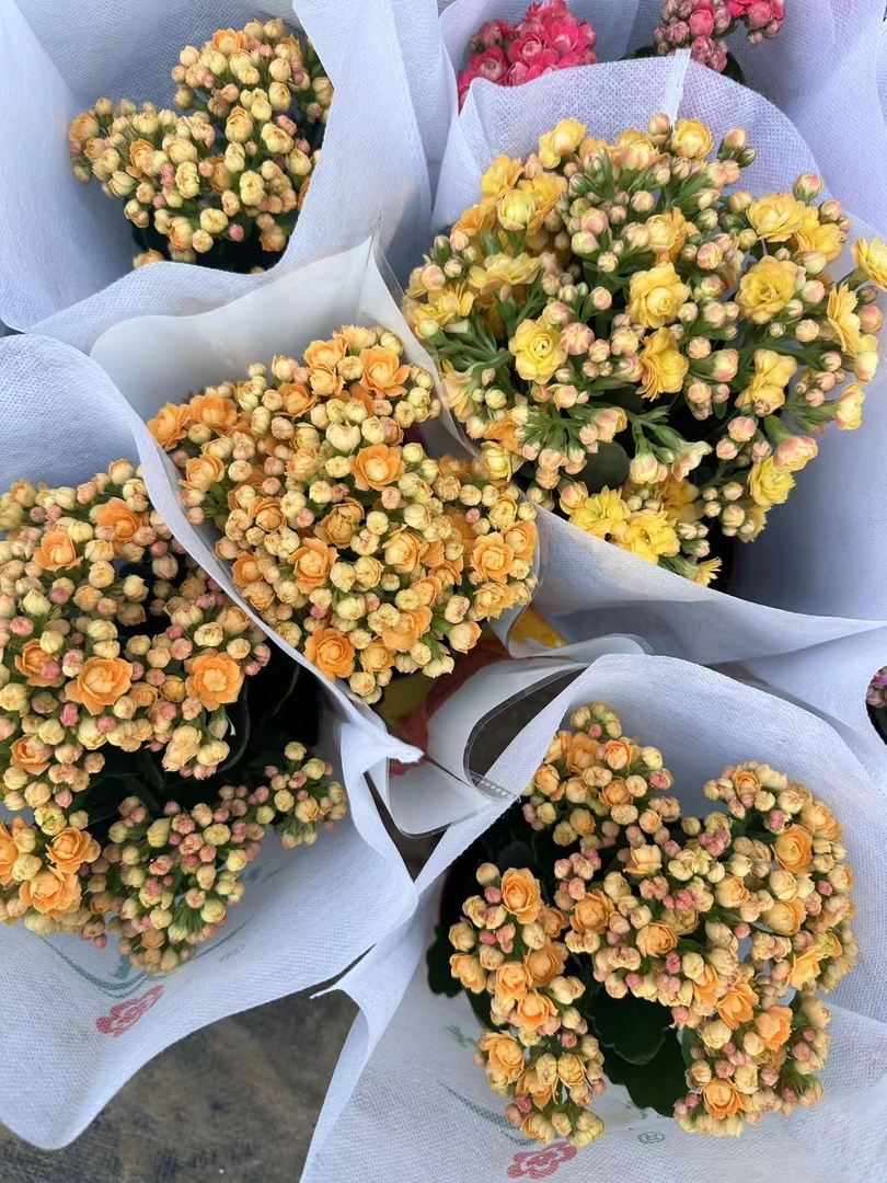 暖阳【直播展示为准，110盆】带花苞鲜花美观客厅易成活长寿花