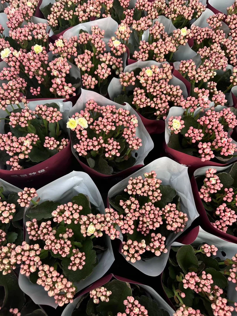 棉花糖~【昊景100盆】变色重瓣盆栽绿植室内阳台美观懒人好养花卉