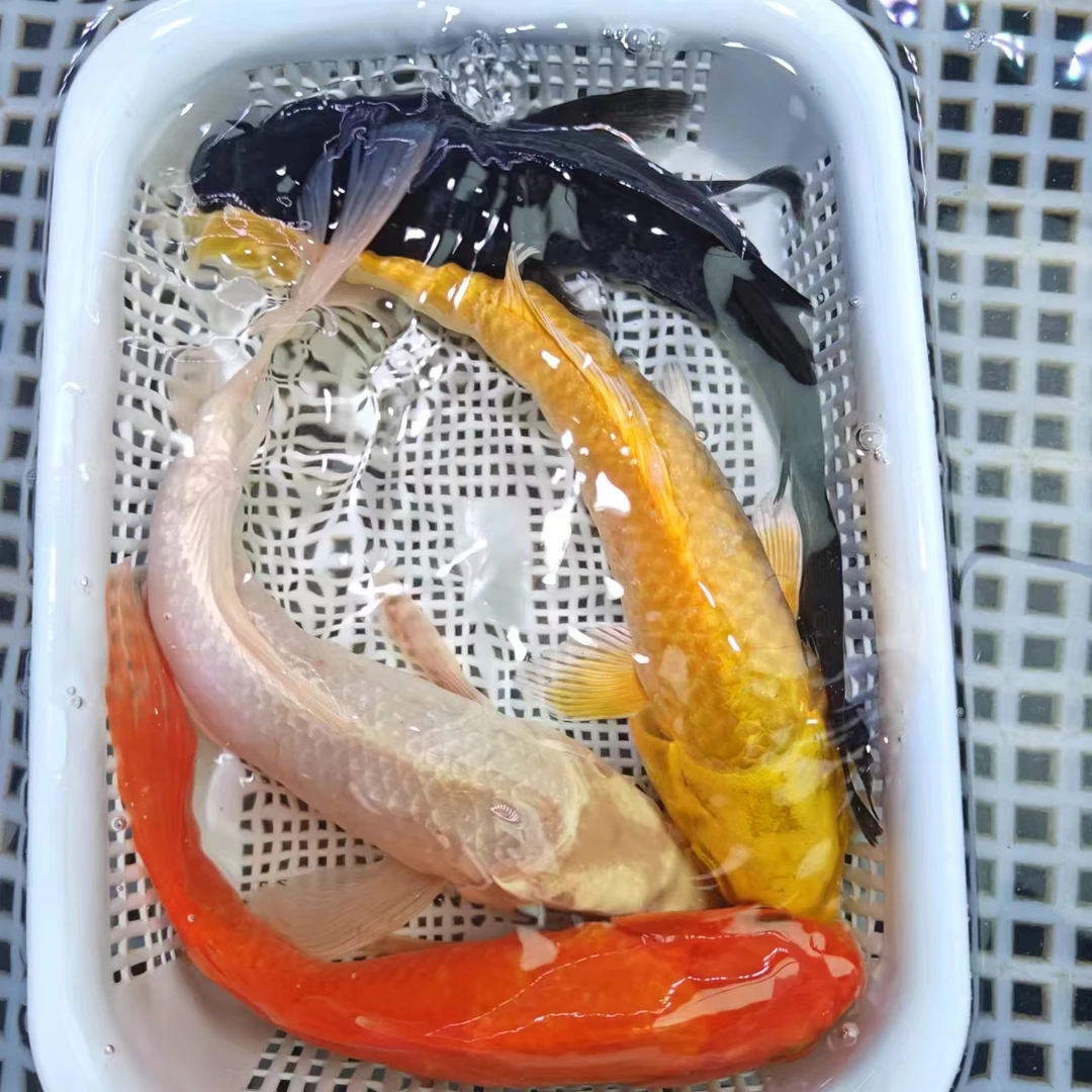 （116）18-20cm 1红草 1黄1白1黑 共4条  锦鲤冷水鱼活鱼超萌好物