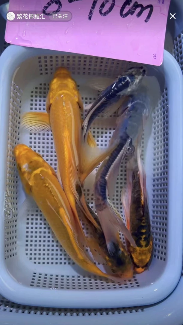 【1-2 包邮 共6条】8-10cm 2黄2蓝龙 2黄龙   观赏鱼4号箱