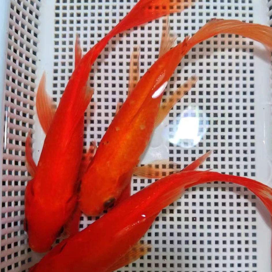 【凤尾】18-20cm 红草3条  观赏鱼招财鱼锦鲤黄金冷水鱼金鱼活鱼