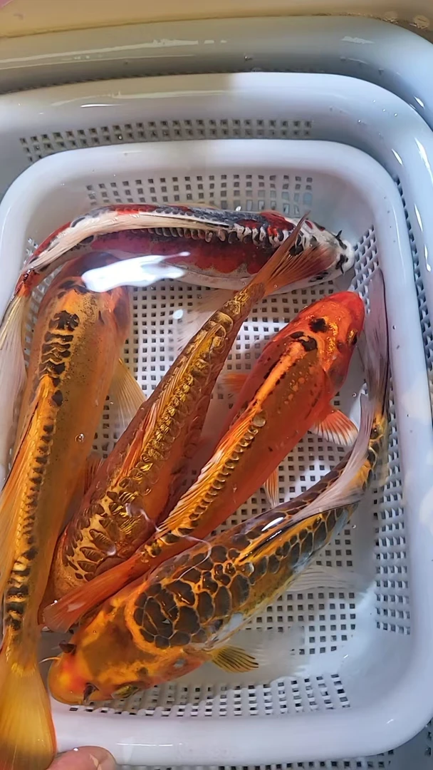 13-15cm  5条龙 颜色混搭  锦鲤黄金冷水鱼活鱼活体好养