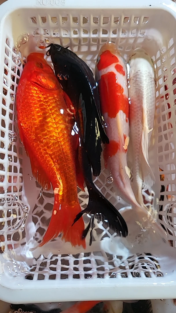 （143）15-18cm  1黑1红草1红白1白 共4条  锦鲤活鱼活体好养