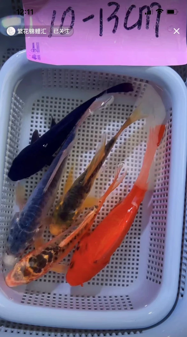 【1-14 包邮 共5条 】10-13cm 1黄龙1黑1红草1蓝龙1黄  观赏鱼4号箱