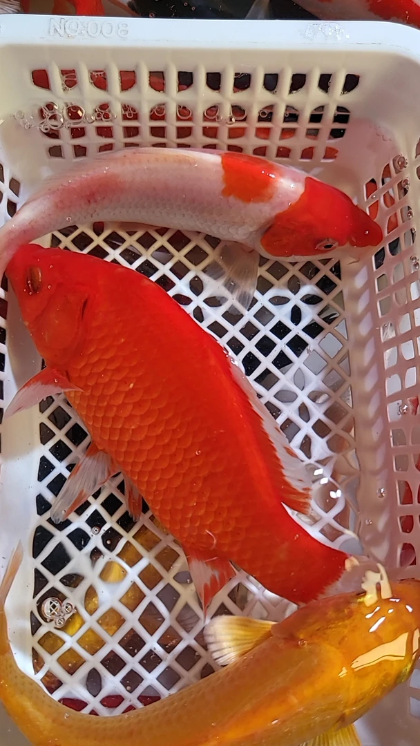 （166）15-18cm  1红草1黄1红白 共3条  锦鲤冷水鱼活鱼活体好养