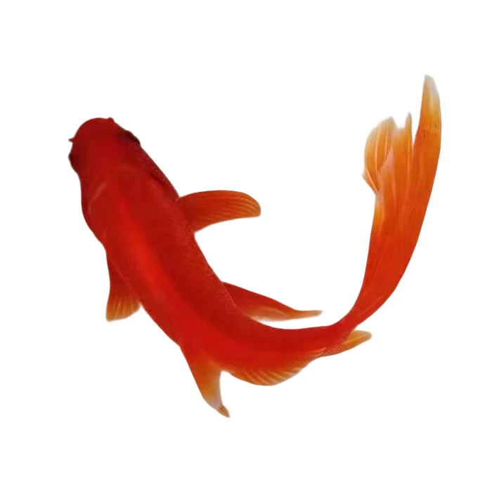 （161）15-18cm 红草 5条  锦鲤冷水鱼活鱼活体好养