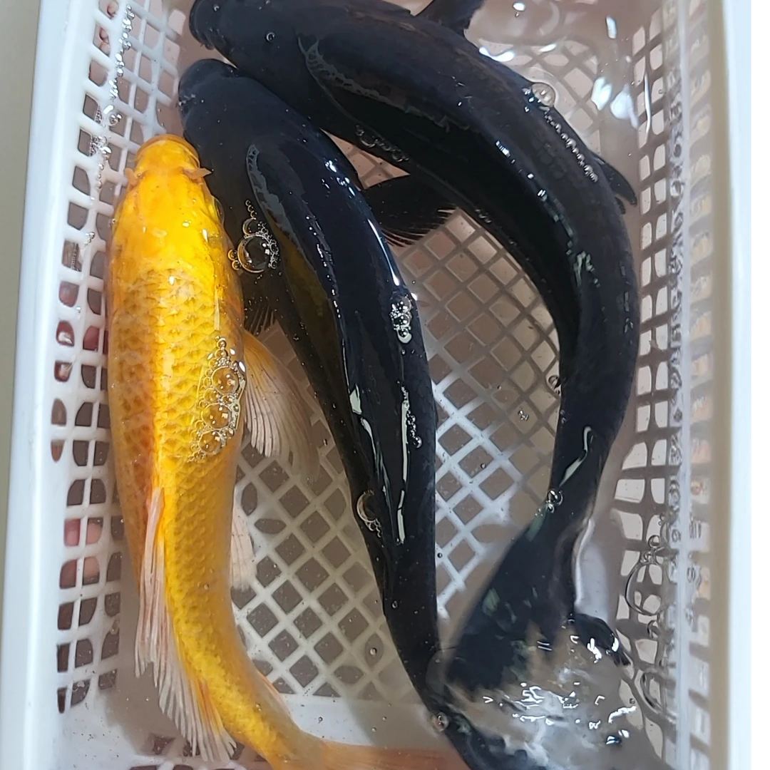 （107）18-20cm 2黑1黄  招财鱼锦鲤黄金风水冷水鱼好养耐活淡水鱼