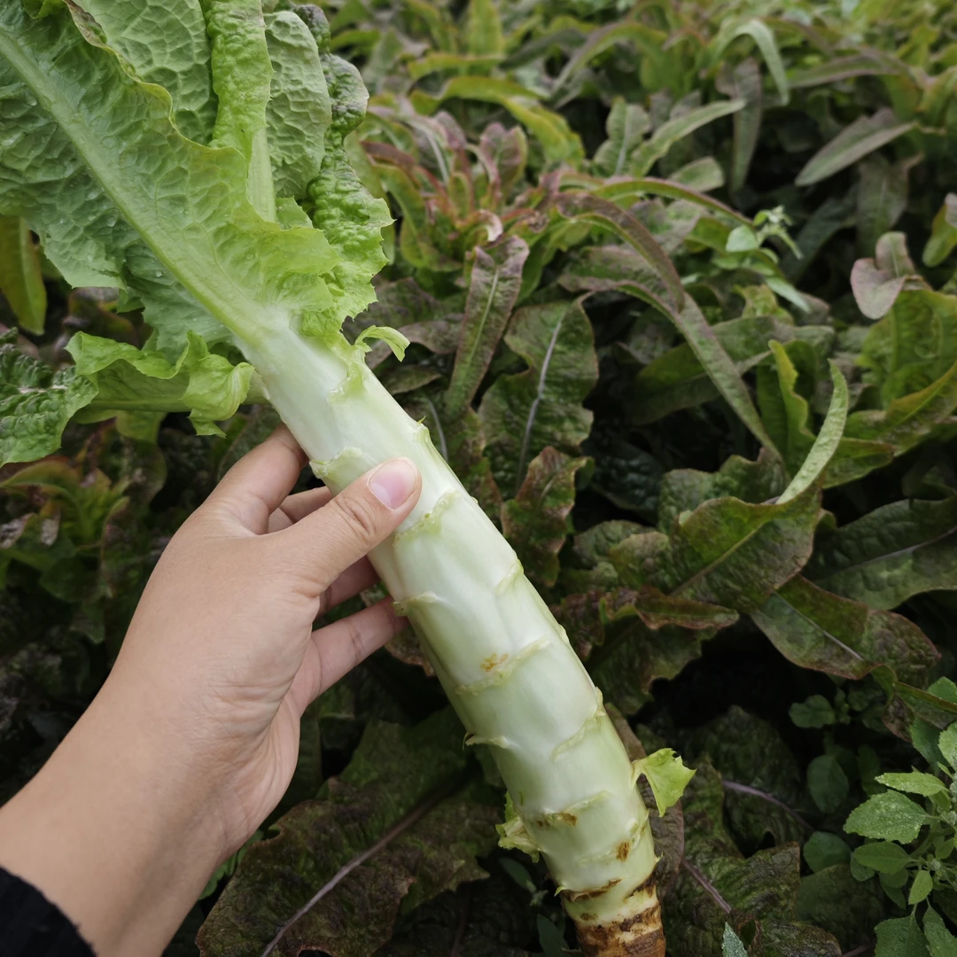 湖北应城保丰莴苣莴笋5斤新鲜现摘现发炒菜烧肉营养美味