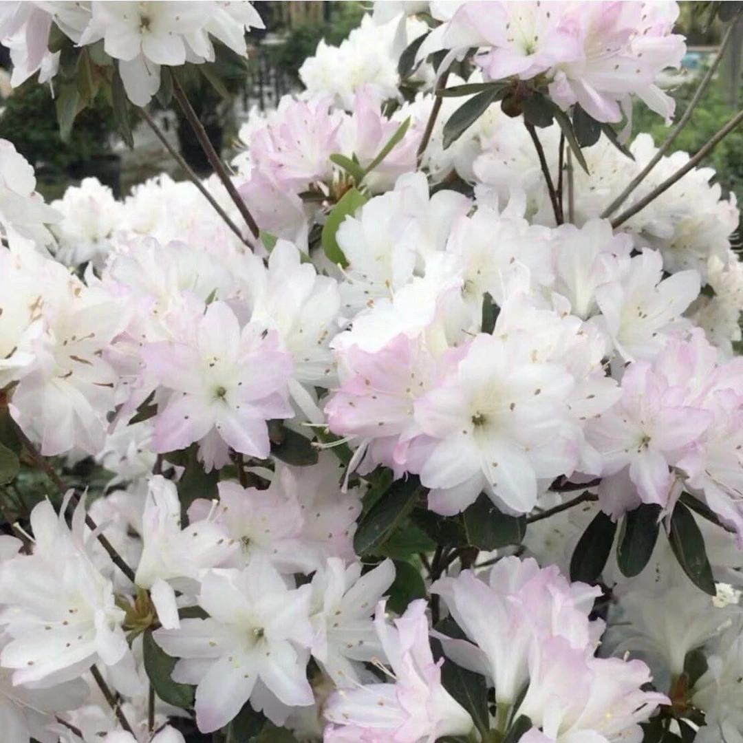 皋月平户雾岛久留米杜鹃耐寒耐热庭院阳台绿植花卉