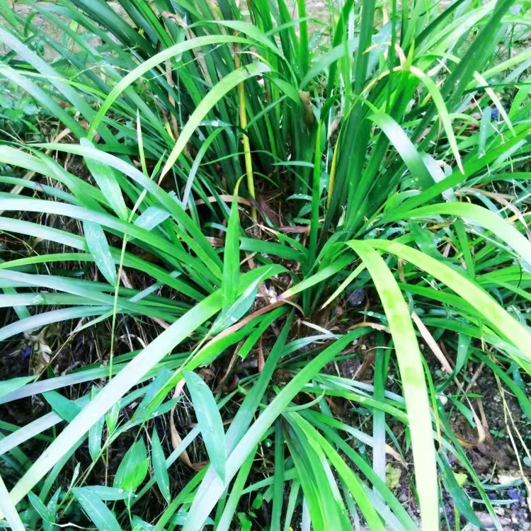 三奈山赖五香草沙姜贵州特产天然调味香料新鲜去腥佐料带根可盆栽