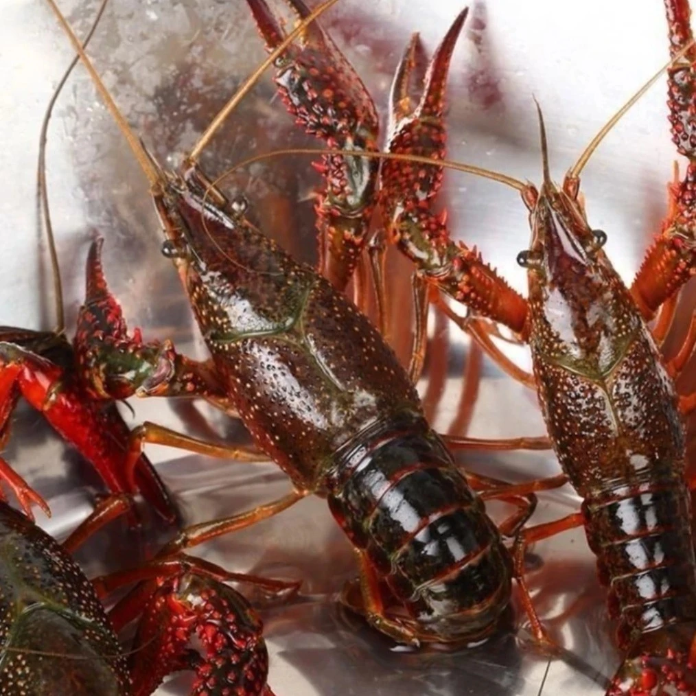 鲜活小龙虾（带龙虾炒料 ）