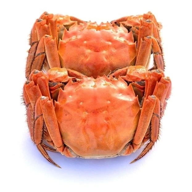 【活蟹】 江苏河蟹 母蟹1.7两10只（1.6斤左右）